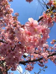 河津桜