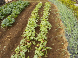 2016年秋　野菜の収穫①
