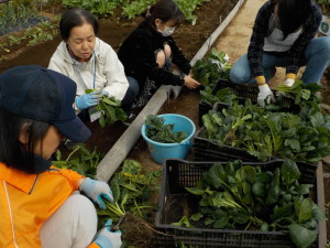 2016年秋　野菜の収穫②