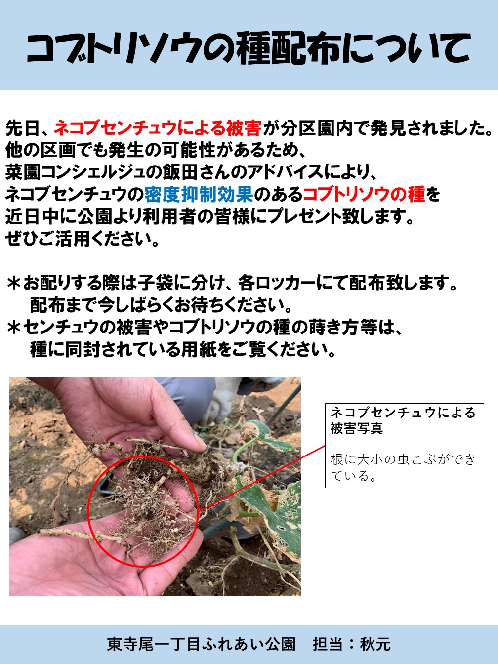 コブトリソウの種(ネコブセンチュウ忌避植物)を配布しました。 | 東