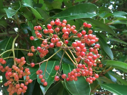 IMG_9924_convert_20160808160208