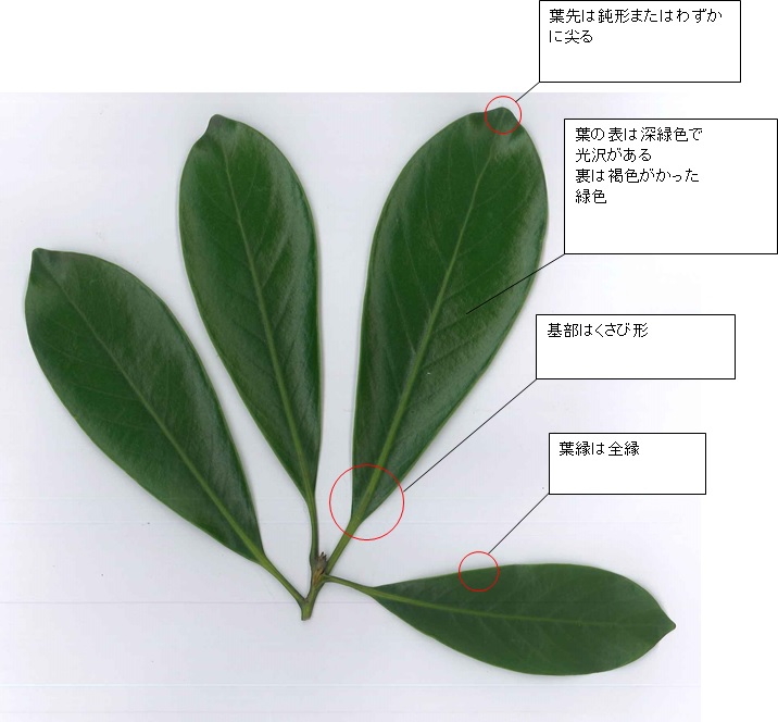 マテバシイ 入船公園