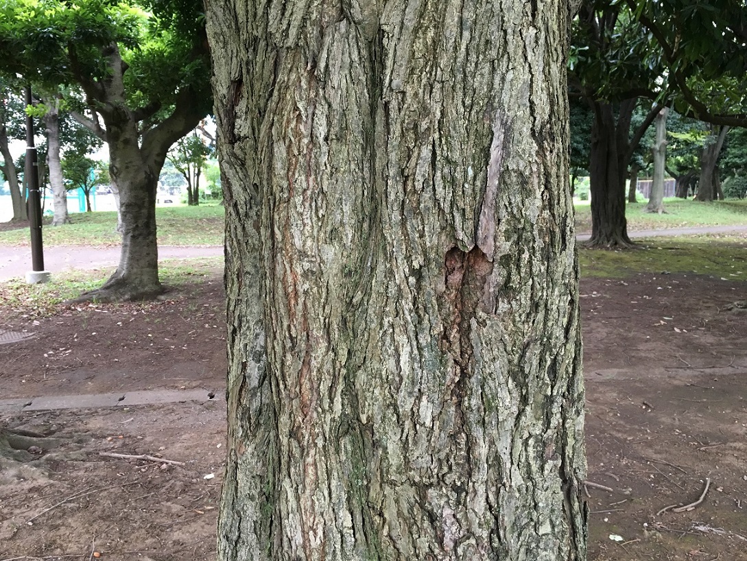 カツラ樹皮