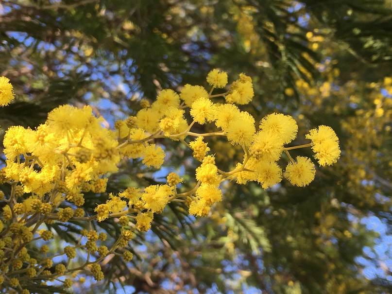 ミモザ開花しました!! | 入船公園 ミモザ開花しました!! | 入船公園