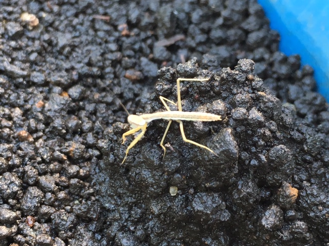 カマキリの赤ちゃん 入船公園 カマキリの赤ちゃん 入船公園