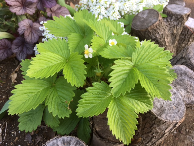 花壇のお花紹介 入船公園