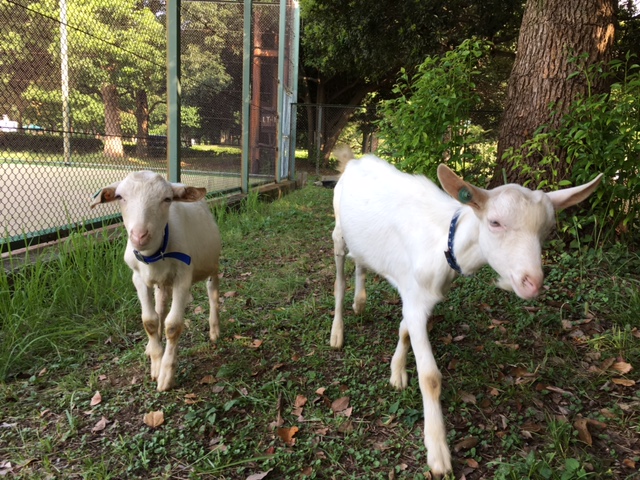公園にヤギがきました 入船公園 公園にヤギがきました 入船公園