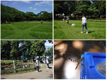 トンボとり大作戦を開催しました 入船公園 トンボとり大作戦を開催しました 入船公園