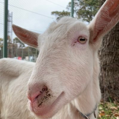 えん ちょう ツイッター