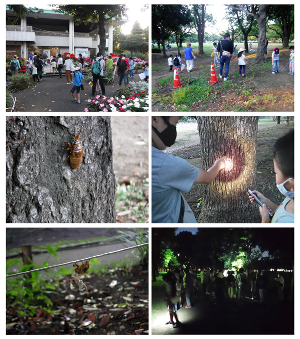 生物観察会を行いました 入船公園 生物観察会を行いました 入船公園