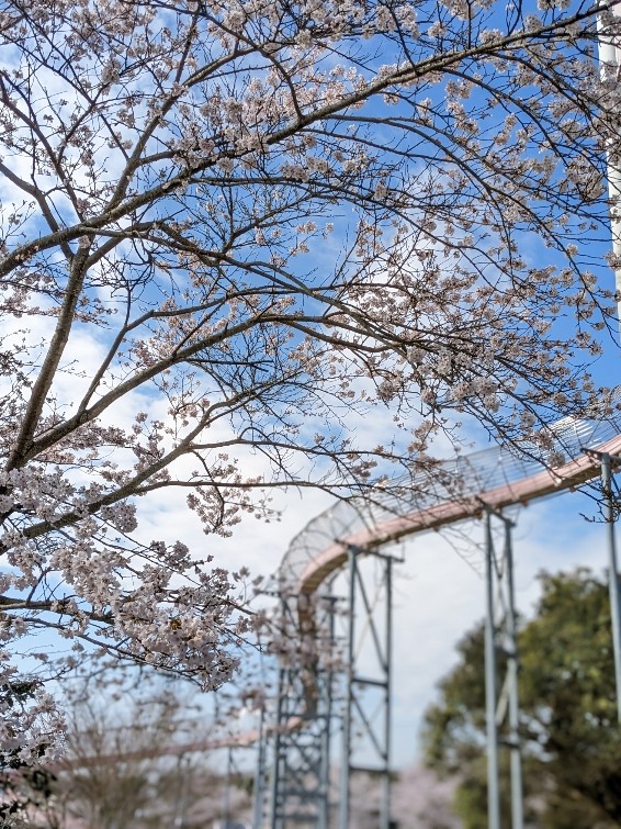 🌸運動公園も春爛漫!🌸 裾野市スポーツ施設