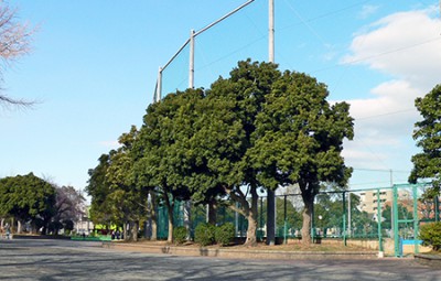 潮田公園自由広場画像_2