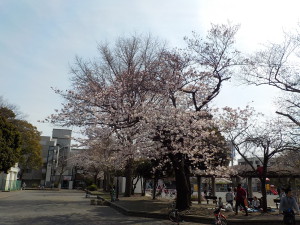 4月5日　桜の状況①