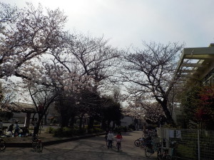 4月5日　桜の状況②
