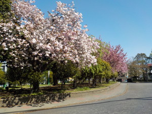 4月20日　桜の状況②