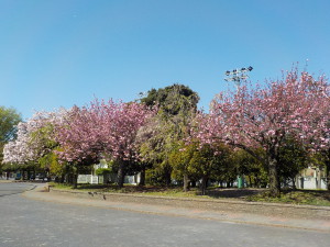 4月20日　桜の状況①