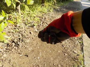 ヒマワリの種蒔き④