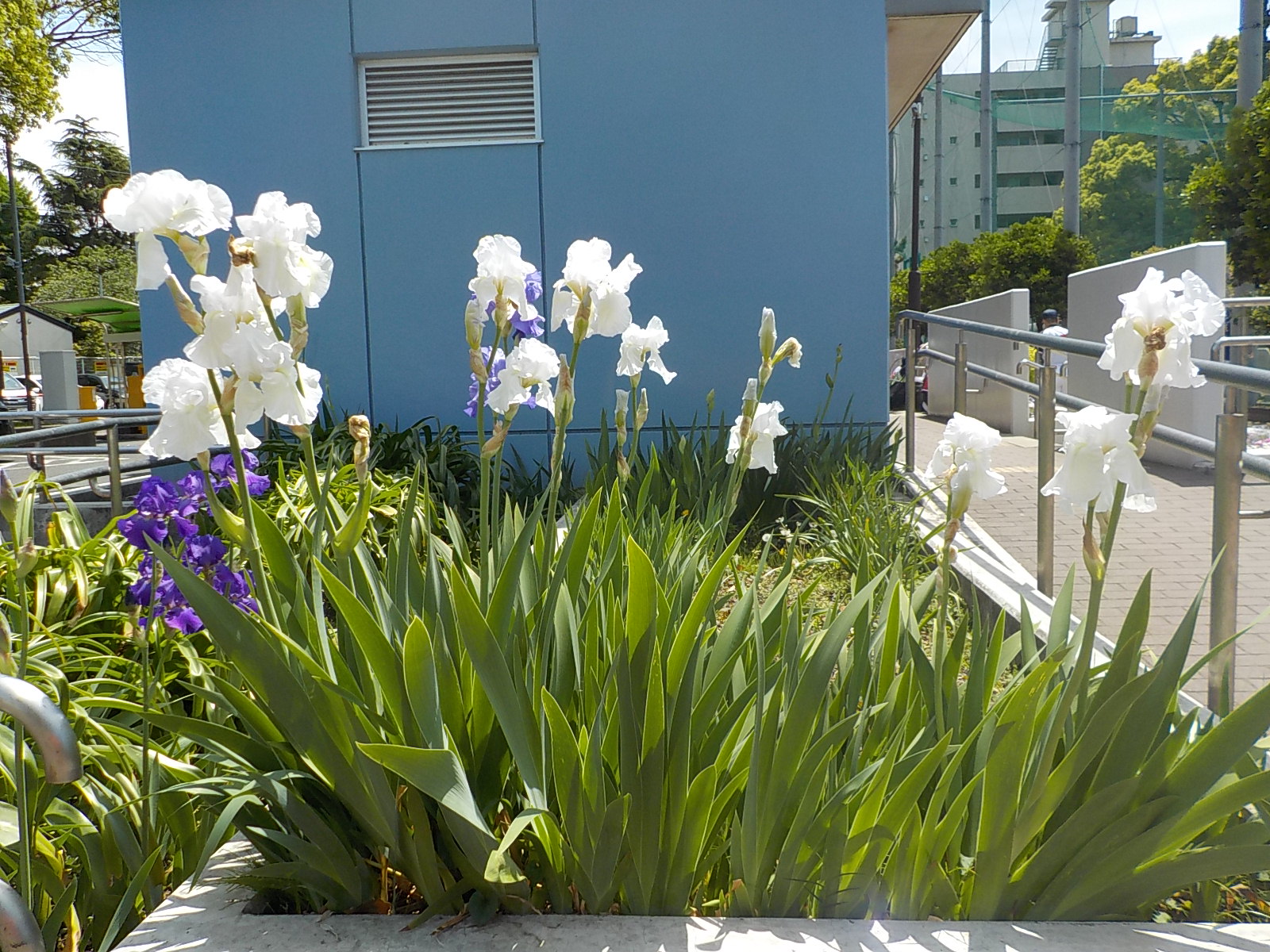 ジャーマンアイリス 潮田公園