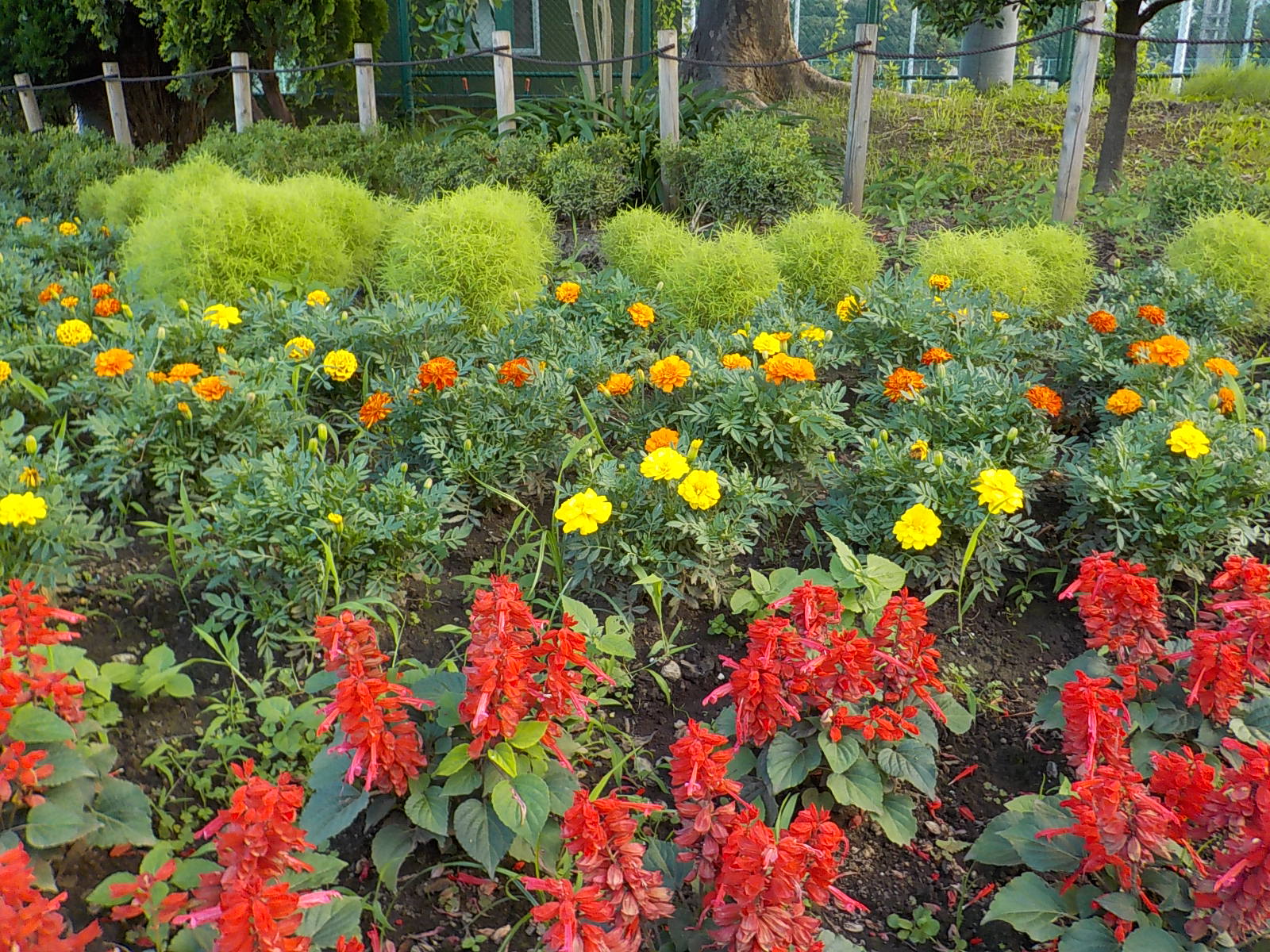 潮田公園 夏花壇 ｎｏｗ 潮田公園