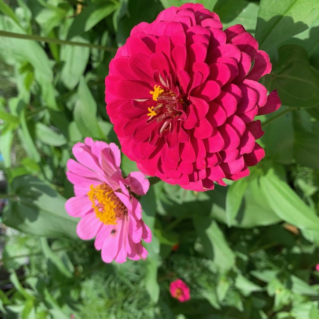 ジニア 百日草 の花が咲きました 潮田公園