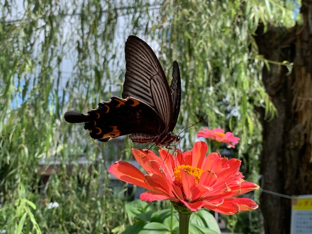 ジニア 百日草 の花が咲きました 潮田公園