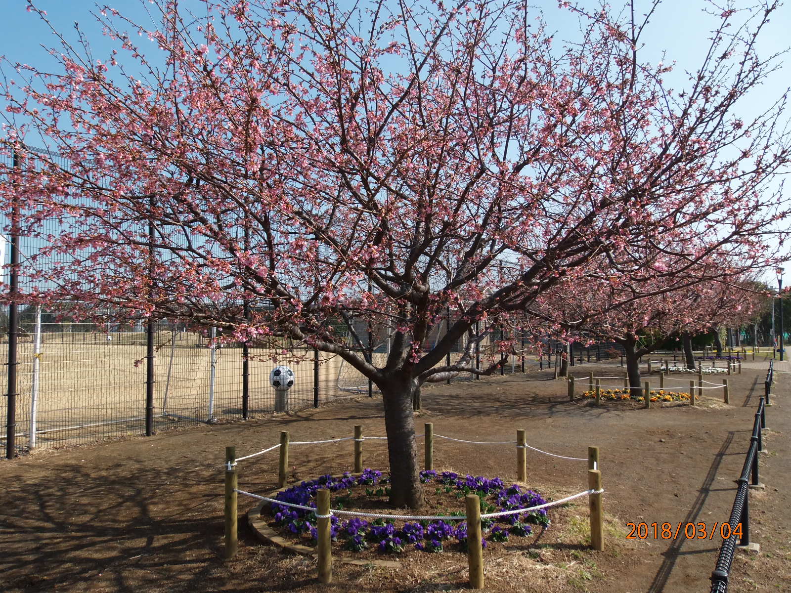 桜 情報 河津 開花