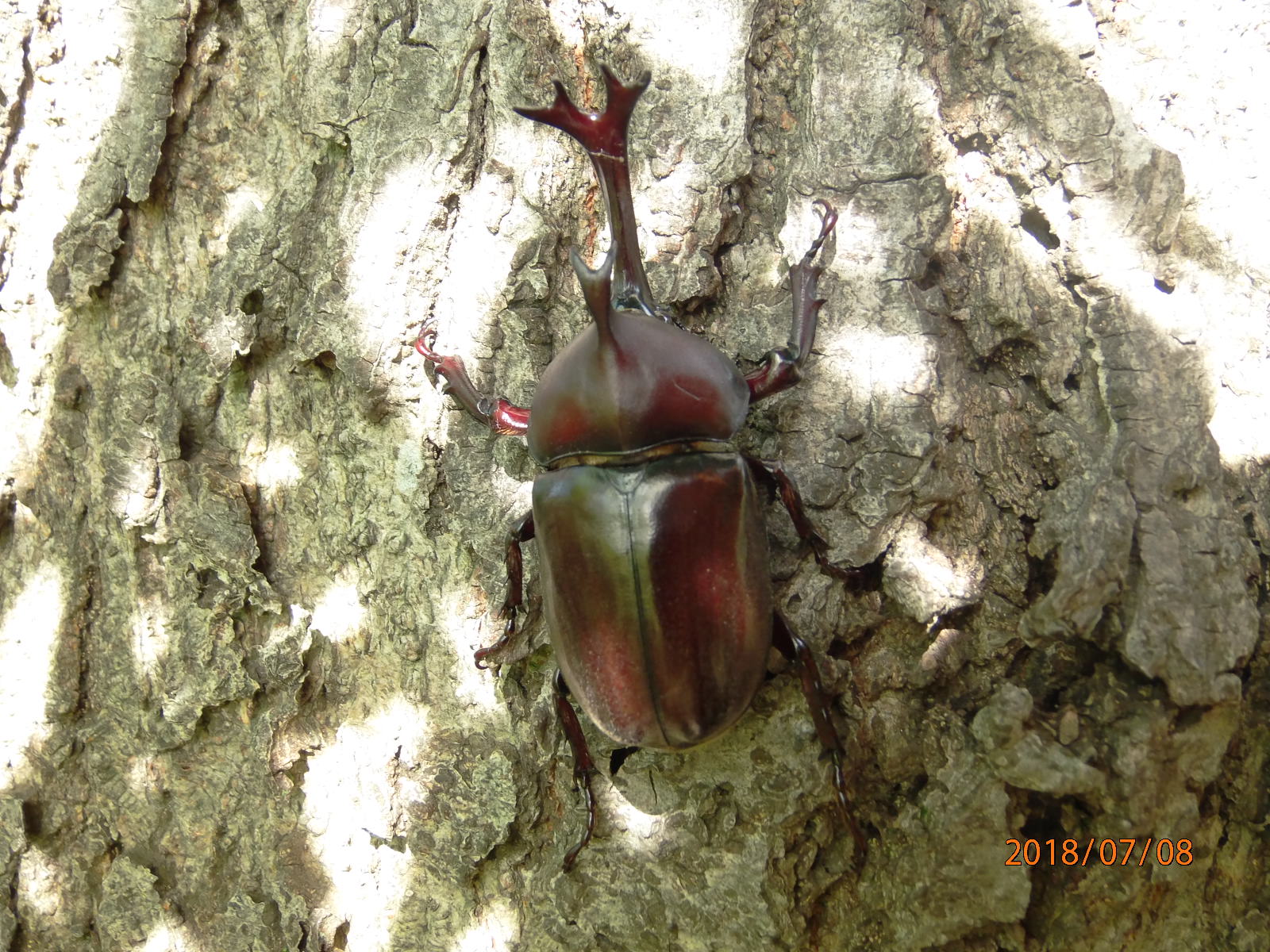 カブトムシ 大和ゆとりの森