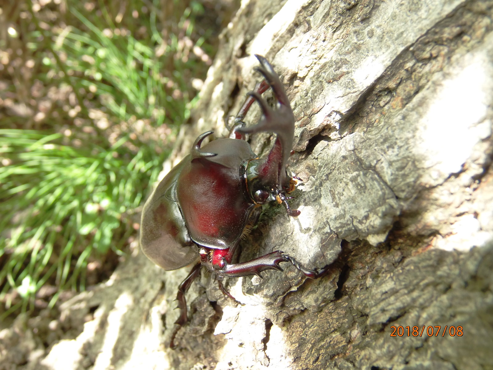 カブトムシ 大和ゆとりの森