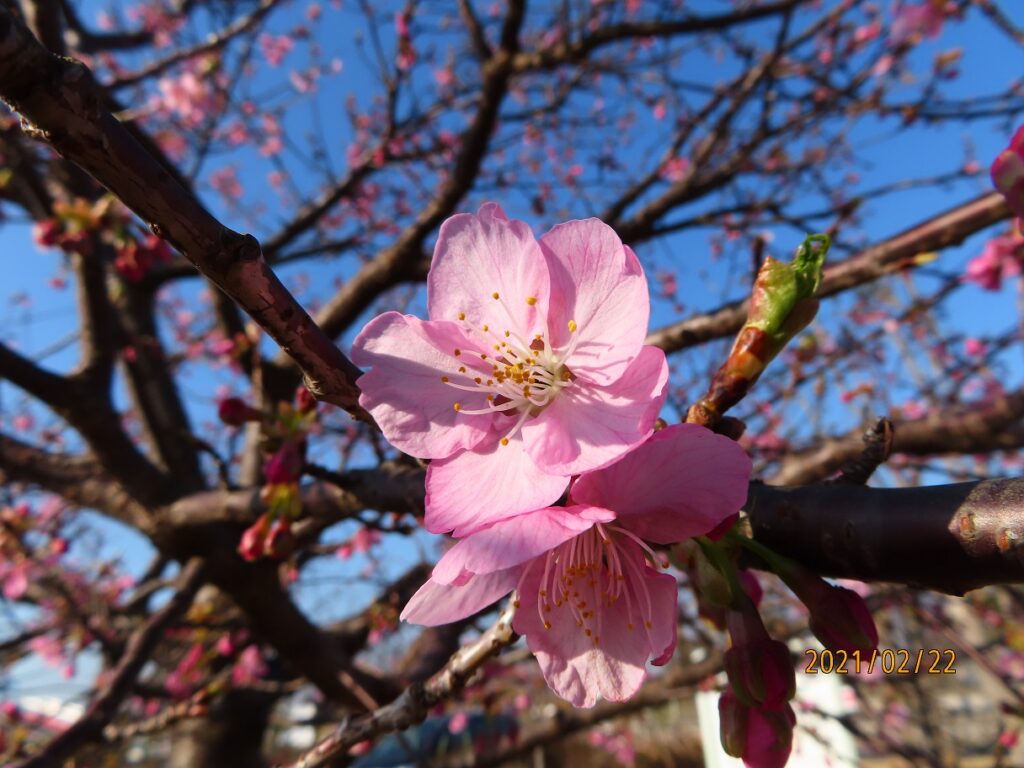 河津桜 | F・マリノス成城石井パーク